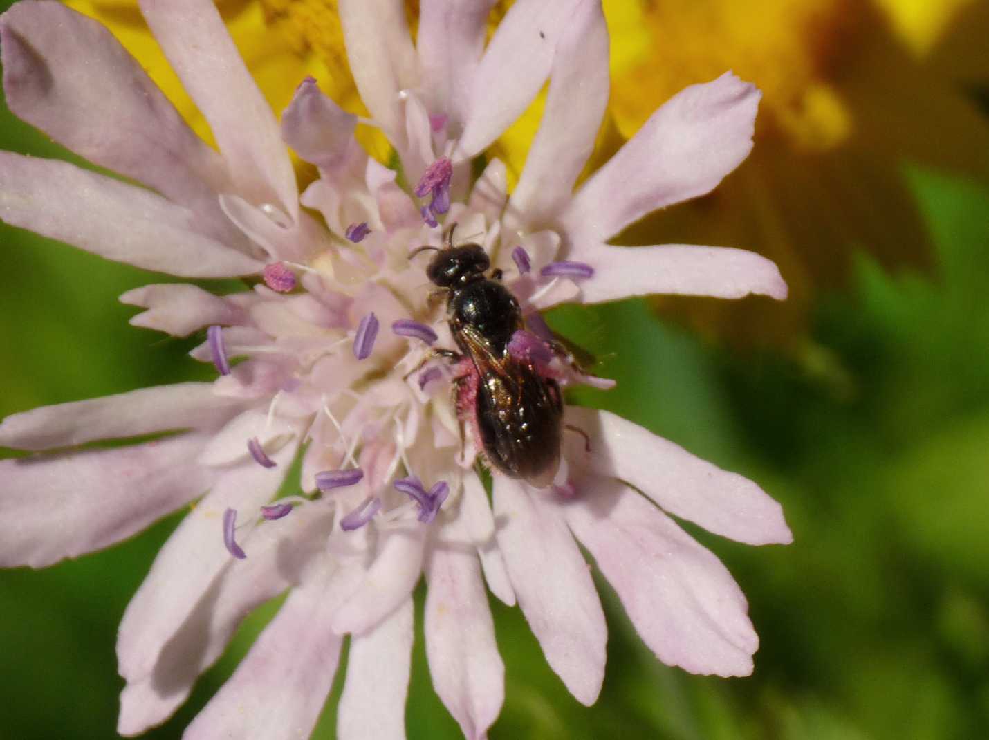 Ape impollinata:  cfr. Apidae Megachilinae